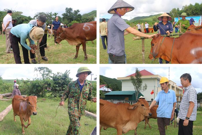 Phát triển mô hình hỗ trợ bò cho hộ nghèo, cận nghèo, mới thoát nghèo từ nguồn vốn tín dụng chính sách tại Quảng Trị. Ảnh: quangtri.gov.vn