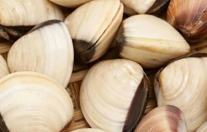 Ngao hé hờ miệng nhả dần cát sau 30 phút.