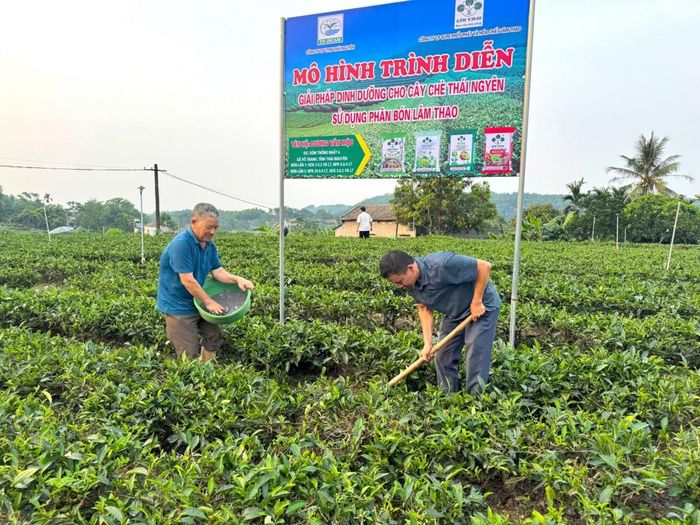 "Combo" phân bón Supe Lâm Thao đem lại hiệu quả ban đầu.