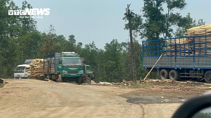 Các trạm cân, tập kết và thu mua keo tràm trái phép "mọc như nấm" ở miền Trung
