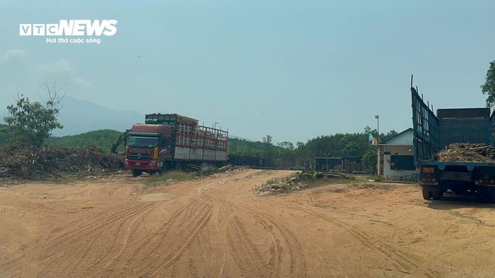 Một trạm cân thu mua keo tràm dựng trái phép trên khu đất rộng cả nghìn mét vuông tại xã Hưng Lộc (TP huế).