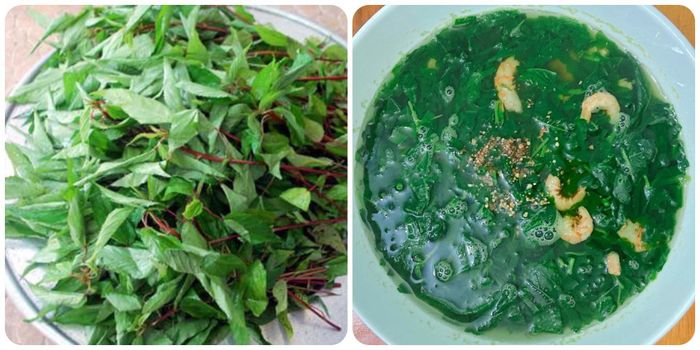 Ăn rau đay thường xuyên rất tốt cho sức khỏe