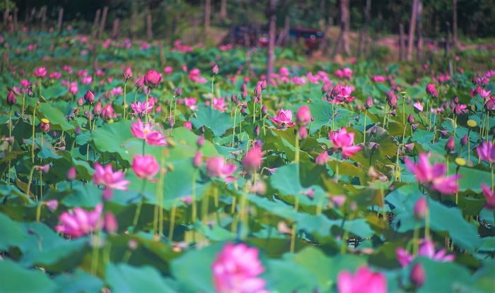 Hoa sen nở đỏ rực rỡ một góc làng quê yên bình. Ảnh: CĐ.