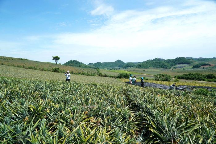  Cánh đồng dứa xã Hà Long bạt ngàn nhưng lại thưa vắng người mua-bán. Ảnh: ĐẶNG TRUNG 