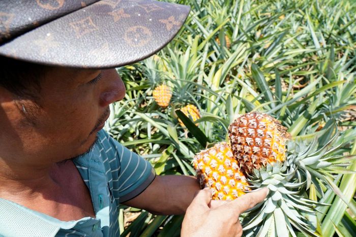  Những quả dứa bị cháy nắng, hư hỏng khiến người nông dân càng lo lắng trước nguy cơ trắng tay sau mùa dứa. Ảnh: ĐẶNG TRUNG 