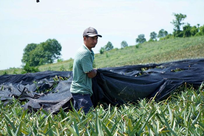  Nông dân mua lưới, bạt che ngăn dứa chín nhanh. Ảnh: ĐẶNG TRUNG 