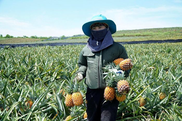  Đôi mắt mệt mỏi của người nông dân khi dứa rớt giá vẫn không có người đến mua. Ảnh: ĐẶNG TRUNG 