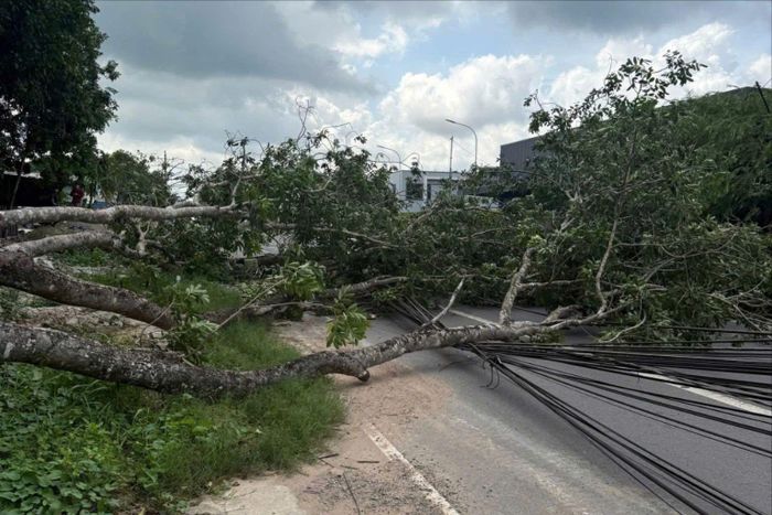  Cây cao su cỡ lớn bật gốc, kéo đổ 2 cột điện và làm nhiều dây điện rơi vắt ngang đường ĐH605, gây ảnh hưởng giao thông qua khu vực. Ảnh: XUÂN MINH 