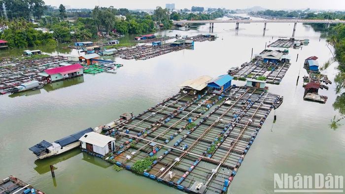 Các lồng nuôi cá chiếm gần hết diện tích mặt nước trên sông Cái thuộc phường Trấn Biên.