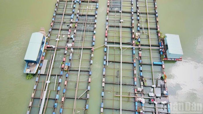 Các lồng nuôi cá bè của người dân trên sông Đồng Nai đang gây ra nhiều hệ lụy về môi trường.