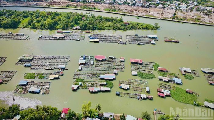 Tình trạng nuôi cá bè chiếm gần hết mặt nước nhiều đoạn sông Cái.