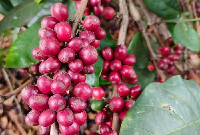 Giá cà phê biến động khó lường