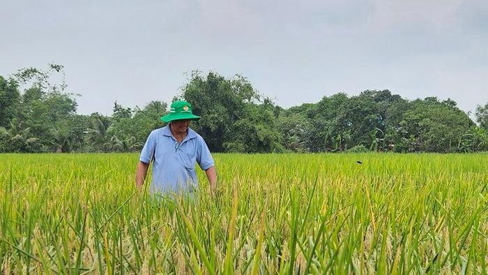 Những cánh đồng ST25 hữu cơ đang trở thành điểm sáng của nông nghiệp đô thị TPHCM.