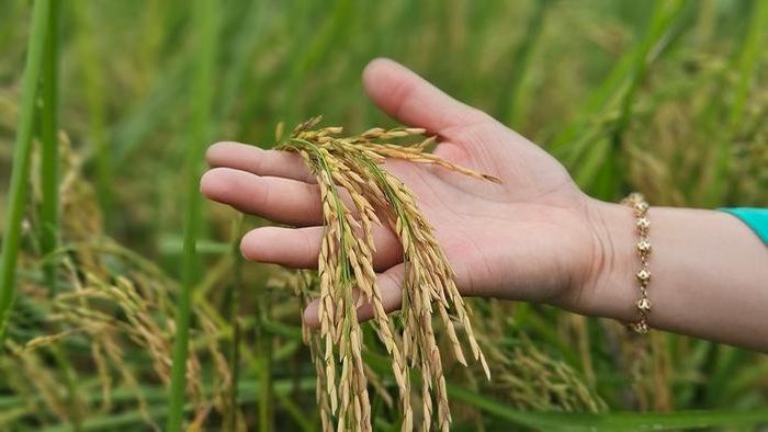Liên kết sản xuất - tiêu thụ giữa nông dân, doanh nghiệp và chính quyền địa phương tạo động lực phát triển nông nghiệp bền vững