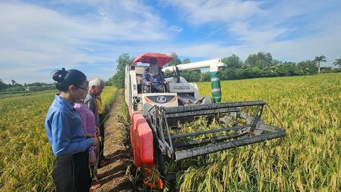 Nông dân Hưng Long tất bật thu hoạch vụ lúa chín