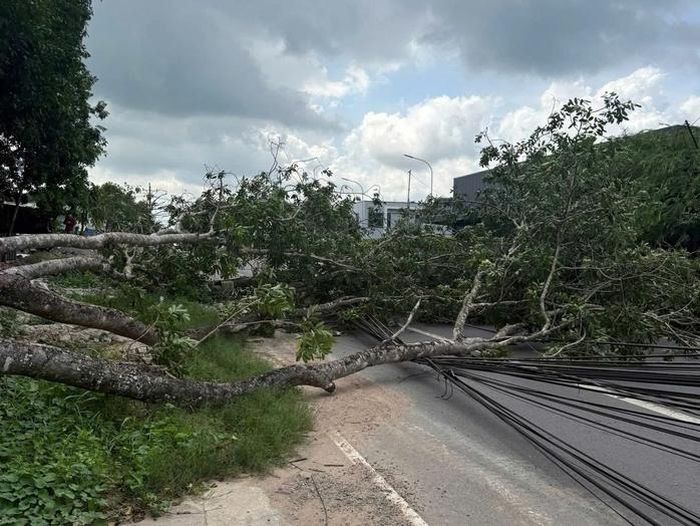 Cây xanh lớn bật gốc, đổ ra đường và kéo theo 2 cột điện ngã xuống mặt đường