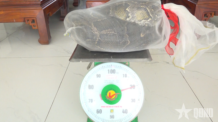 Cá thể trăn đất nặng khoảng 20kg.