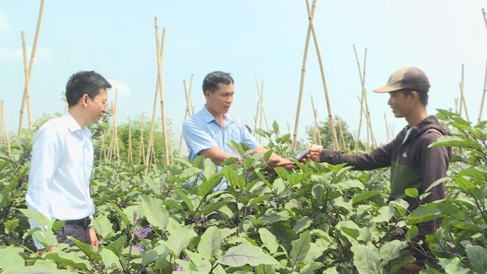 Mô hình trồng cây cà tím của anh Nguyễn Quang Hùng đã tạo việc làm cho nhiều người từng lầm lỡ có thu nhập hàng chục triệu đồng mỗi tháng.
