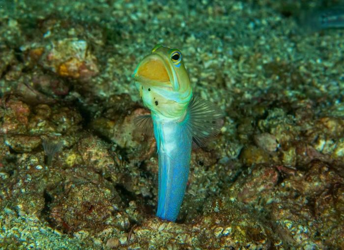 Ảnh: Wikimedia Commons.