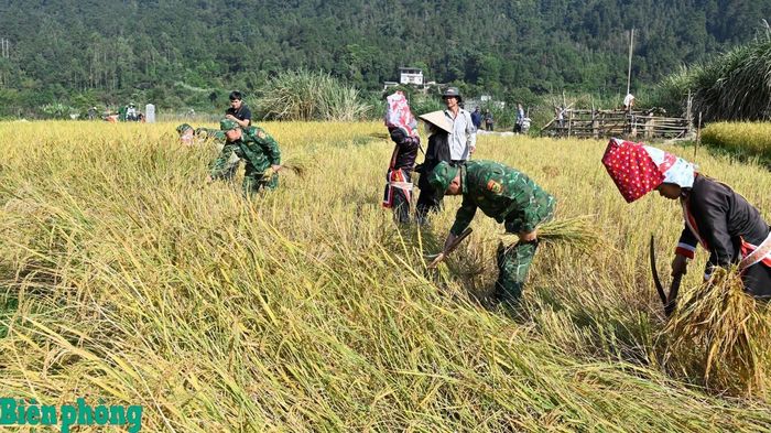 Cán bộ, chiến sĩ Đồn Biên phòng cửa khẩu Hoành Mô, Bộ đội Biên phòng tỉnh Quảng Ninh giúp người dân thu hoạch lúa. Ảnh: Xuân Hùng