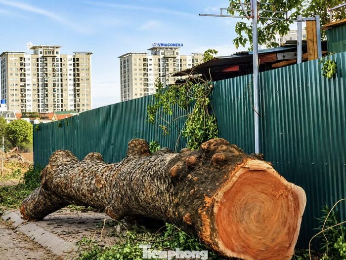 Theo ghi nhận của phóng viên, bên cạnh khu vực cây xanh bị chặt hạ, công trường xây dựng hồ điều hòa Mễ Trì (Đồng Bông 2) đang hoạt động với cường độ cao. Hàng chục máy xúc, xe tải cùng nhiều thiết bị cơ giới được huy động để triển khai các hạng mục đào đắp, vận chuyển vật liệu và hoàn thiện hạ tầng kỹ thuật. Đây là một trong những dự án hạ tầng thoát nước trọng điểm của Hà Nội, có tổng mức đầu tư gần 400 tỷ đồng, được kỳ vọng góp phần nâng cao năng lực tiêu thoát nước và giảm nguy cơ ngập úng tại khu vực phía Tây Thủ đô trong mùa mưa.
