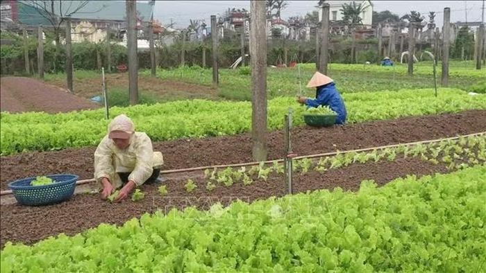Sau 15 năm triển khai rau VietGAP hiện chiếm chưa tới 1% diện tích.