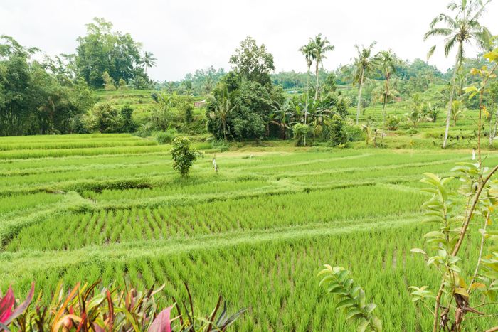 Nghe tin cháu về nghỉ hè, tôi đã dọn dẹp căn phòng có cửa sổ lớn nhìn ra cánh đồng để cháu ơẢ̉nh minh họa: Freepik