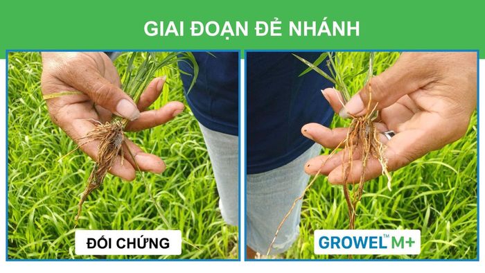  Lúa bón Growel M+ ra rễ mạnh và nhiều rễ tơ hơn so với đối chứng
