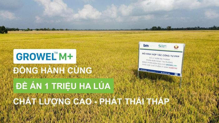 Giải pháp Growel M+ đồng hành cùng đề án 1 triệu ha lúa chất lượng cao, phát thải thấp