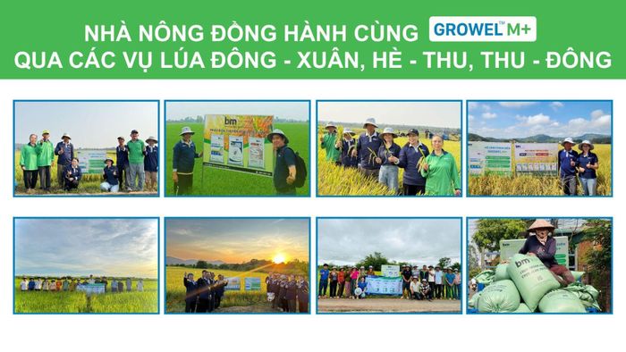 Behn Meyer cùng nhà nông ĐBSCL và Tây Nguyên tổng kết hiệu quả sau khi trải nghiệm Growel M+ qua các vụ lúa