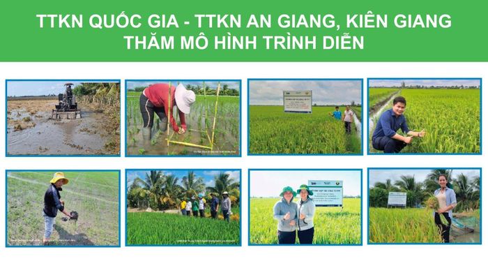 TTKN Quốc gia, TTKN An Giang, TTKN Kiên Giang thực hiện nhiều mô hình trình diễn thành công, mang lại hiệu quả vượt trội