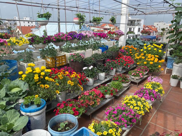 Một góc vườn sân thượng rực rỡ nhờ những chậu hoa tươi xinh
