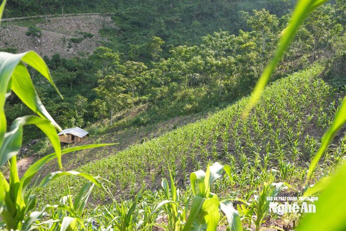 Đời sống người dân nơi đây chủ yếu dựa vào nương rẫy. Ảnh: H.T