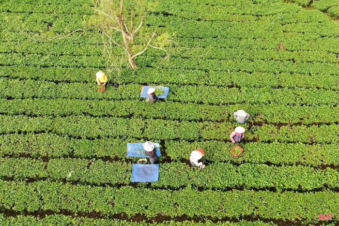 Công ty CP Chè Hà Tĩnh đã xây dựng vùng nguyên liệu trên 600 ha phục vụ sản xuất.