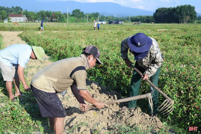 Sau gần 7 tháng chăm sóc, cây trồng mới này cho thấy khả năng thích nghi tốt với điều kiện thổ nhưỡng địa phương. Thời điểm này, nhiều diện tích sâm Bố Chính ở Hương Xuân đã cho thu hoạch.