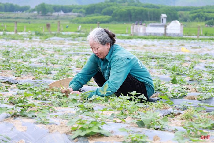 Cuối năm 2025, xã Hương Xuân đưa cây sâm Bố Chính vào sản xuất theo hình thức liên kết với doanh nghiệp trên diện tích 5 ha.