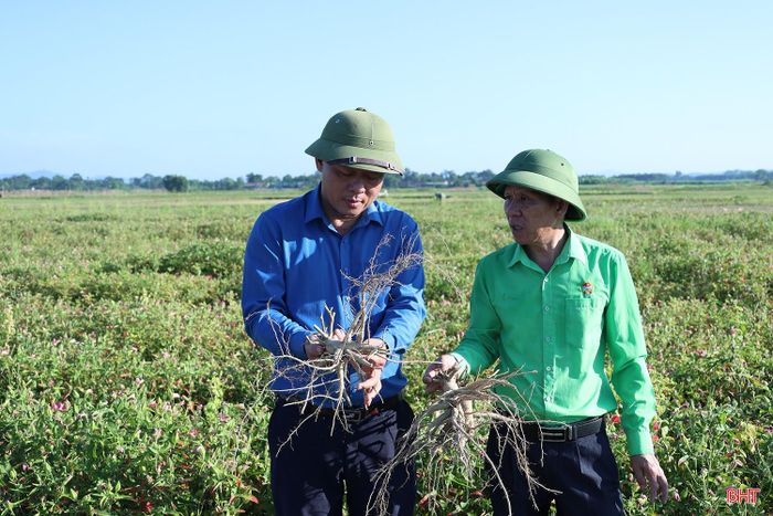 “Những kết quả tích cực từ vụ trồng đầu tiên đang tạo thêm niềm tin cho người dân, diện tích sâm Bố Chính đã được mở rộng lên 7 ha với hơn 40 hộ dân tham gia. Địa phương sẽ tiếp tục khuyến khích mở rộng diện tích sâm Bố Chính trên các vùng đất kém hiệu quả, từng bước hình thành vùng sản xuất tập trung, góp phần nâng cao thu nhập và cải thiện đời sống cho người dân”, ông Trần Văn Thị (bên trái) - Phó Chủ tịch UBND xã Hương Xuân chia sẻ.