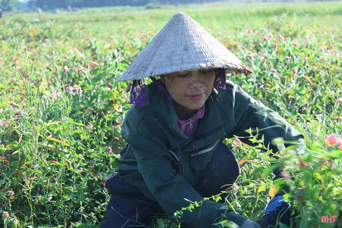 Những ngày này, chị Thái Thị Ánh Nguyệt ở thôn Vĩnh Ngọc cũng đang bước vào vụ thu hoạch sâm Bố Chính.