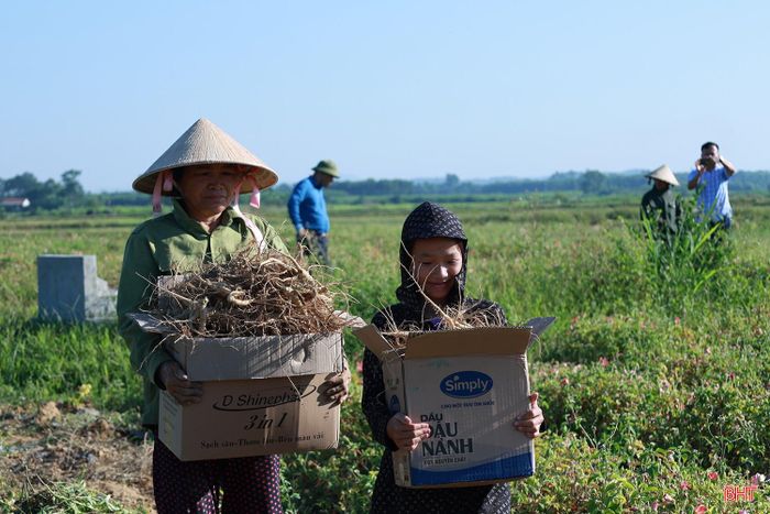 Không chỉ gia đình chị Nguyệt, hiện nhiều hộ dân tham gia mô hình trồng sâm Bố Chính tại xã Hương Xuân cũng đang phấn khởi bước vào vụ thu hoạch.