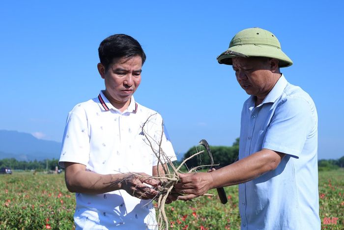 Ông Đỗ Văn Tiệp (người bên trái), Giám đốc Công ty Cổ phần Tập đoàn Quang Minh Hoàng Sâm là đơn vị liên kết trồng sâm Bố Chính ở xã Hương Xuân cho biết: “Sâm Bố Chính là cây trồng phù hợp với nhiều vùng đất ở Hà Tĩnh và đang mang lại hiệu quả tích cực. Vì vậy, công ty sẽ tiếp tục mở rộng liên kết sản xuất với người dân, đồng thời đầu tư nhà máy sơ chế để nâng cao giá trị sản phẩm và đảm bảo đầu ra bền vững cho vùng nguyên liệu”.