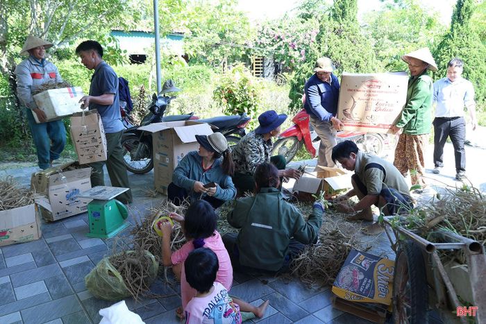 Vụ thu hoạch đầu tiên không chỉ khẳng định khả năng thích nghi của cây sâm Bố Chính trên vùng đất Hương Xuân mà còn cho thấy hiệu quả của mô hình liên kết sản xuất với doanh nghiệp.