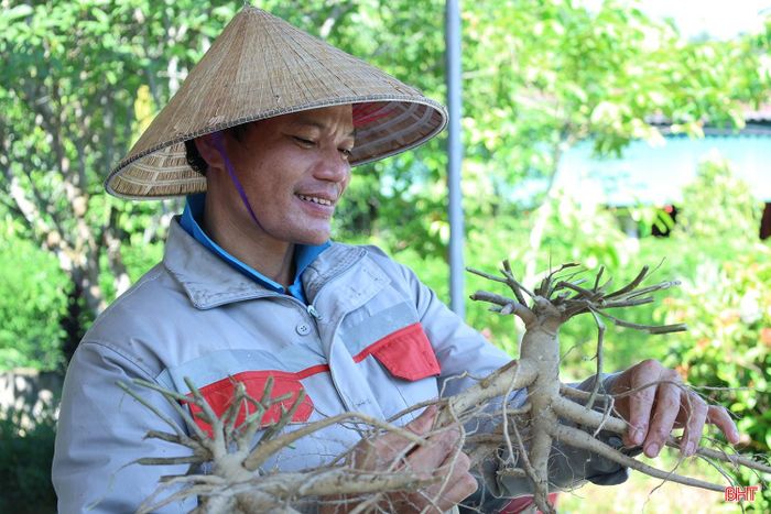 Người dân phấn khởi vì sâm Bố Chính bước đầu mang lại hiệu quả kinh tế.