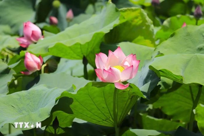 Hương sen thanh khiết lan tỏa trong không gian, mang đến cảm giác thư thái, bình yên cho bất cứ ai ghé thăm. (Ảnh: Đinh Thùy/TTXVN)