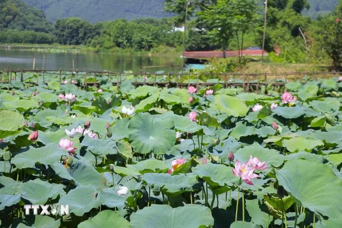 Những ngày đầu tháng Sáu, khi nắng vàng trải khắp các cánh đồng, cũng là lúc những bông sen ở Việt Hồng đua nhau bung nở. (Ảnh: Đinh Thùy/TTXVN)