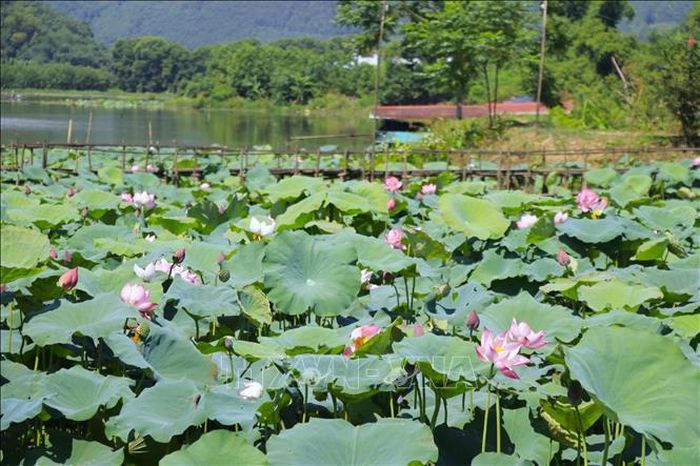 Những ngày đầu tháng Sáu, khi nắng vàng trải khắp các cánh đồng, cũng là lúc những bông sen ở Việt Hồng đua nhau bung nở.