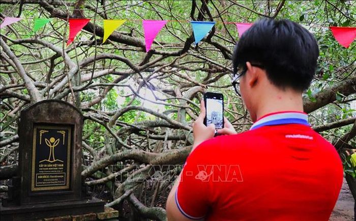 Thế hệ trẻ tìm hiểu về cây di sản tại Di tích lịch sử Giàn Gừa.