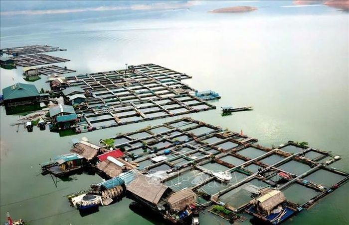 Người nuôi cá ở xã Nà Hang (Tuyên Quang) đầu tư lồng, bè chắn chắn để hạn chế thiệt hại khi mưa lũ.