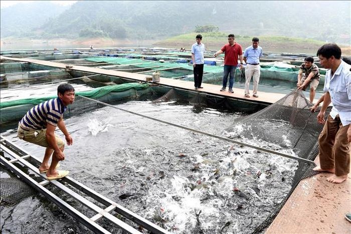Áp dụng quy trình nuôi cá theo tiêu chuẩn VietGAP trên hồ thủy điện Tuyên Quang.