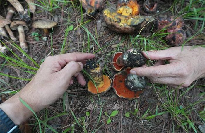 Theo các giảng viên trường Đại học Đà Lạt, nấm gan bò tại Việt Nam có khoảng 300 loài với nhiều chi nấm có độc (màu đỏ tươi, đỏ thẫm ở phần bào tầng như bên phải ảnh) và nấm gan bò ăn được (có màu vàng, nâu, trắng ở phần bào tầng như cây nấm bên trái ảnh) hình dạng giống nhau nên rất dễ gây nhầm lẫn.