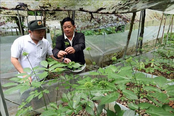Ông Nguyễn Văn Lượng (áo đen) giới thiệu về quá trình sinh trưởng, phát triển của cây sâm Ngọc Linh.